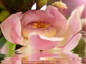 Meditation verbindet dich mit deinem Sein .